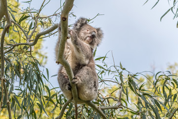Koala (Phascolarctos cinereus) in gum tree at Tower HIl, Warrnambool.