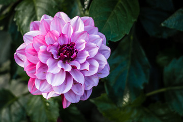 Obraz premium Colorful dahlia blooms in an Italian garden