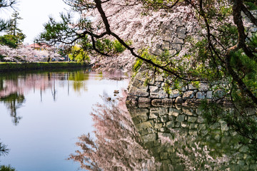 春の彦根城　中堀の桜