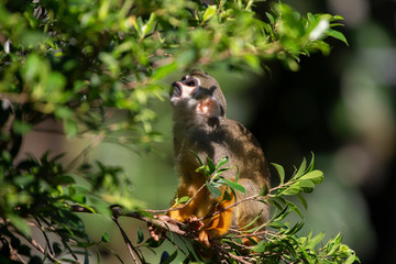 Squirrel Monkey in zoo