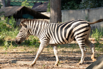 zebra in the zoo