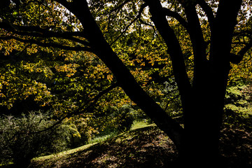Sunshine reflects on fall leaves silhouetting a tree trunk in Piedmont, Italy