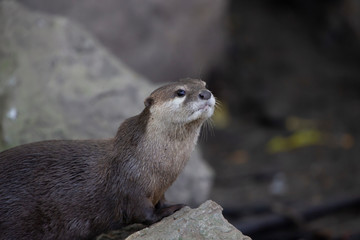 otter on a rock