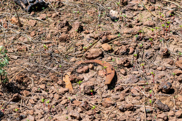 rustic horseshoe in the woods