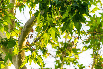 cottonwood leaves backlit