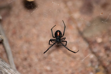 black widow showing off her belly