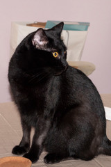 Cat Perched on a Desk