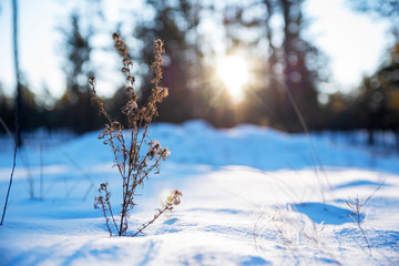 dawn in the winter forest