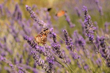 Butterfly sitting on lavender. Beautiful purple lavender field