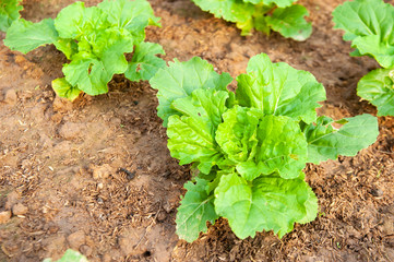 green lettuce plants on growth at field in summer under sunlight.