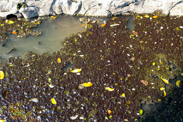 Selective focus picture of dirty drainage water at Port Klang. 