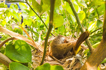 Yellow-vented bulbul on the tree
