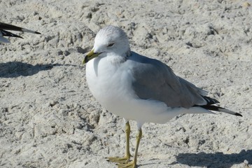 Seagull on the beach in Atlantic coast of North Florida, closeup