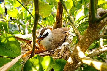 Yellow-vented  bulbul on a branch