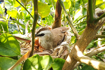 Yellow-vented bulbul on tree