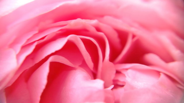 Beautiful Pinch and smooth magenta rose petals flower with close-up  view and blurry photograph for Banner website. Royalty free stock  images.