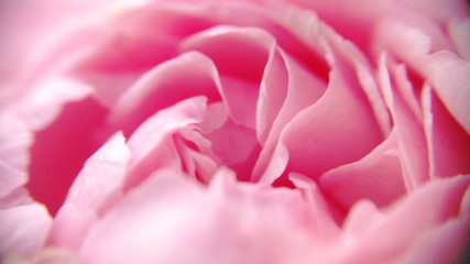 Obraz premium Blossom Tuft and gentle magenta roses petals floral with closeup view and defocused photo for wedding background. Royalty free stock images.