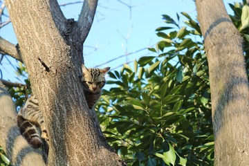 木登り猫　きじとら　公園　冬