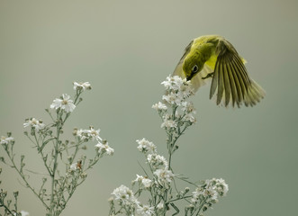 bird species pleci in indonesia or bird Zosterops