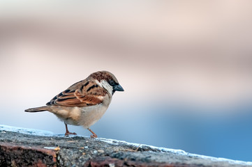 House sparrow sitting on a brick wall