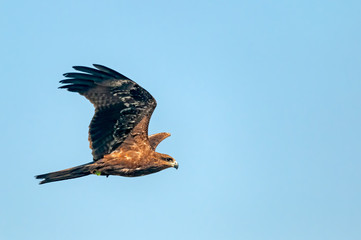 Black kite flying in blue sky