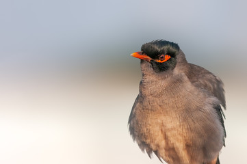 Bank myna displaying its fine feather details