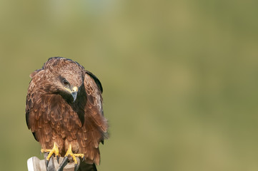 A closeup portrait of a black kite
