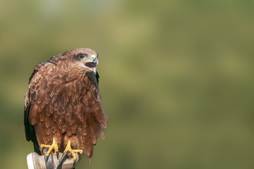 A closeup portrait of a black kite