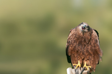 A closeup portrait of a black kite