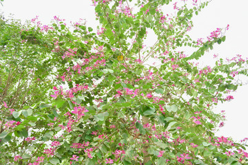 Bauhinia flowers . Bauhinia is produced in southern China. India and Indochina Peninsula are distributed. It is a good ornamental and nectar plant, widely cultivated in tropical and subtropical areas.