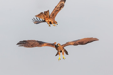 A black kite flying in the sky and another one is swooping on it