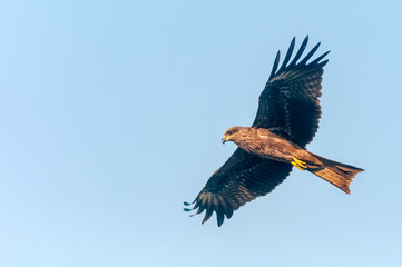 A black kite flying in the sky