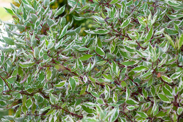 Close up shrub of white Cornus alba with branches with green and white leaves