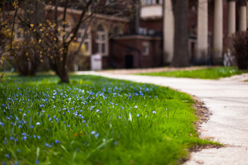 Flowers on the front lawn