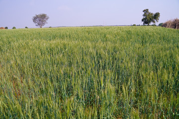 Green wheat farm in India