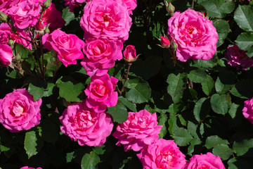 Bush with pink roses with the bloom flowers
