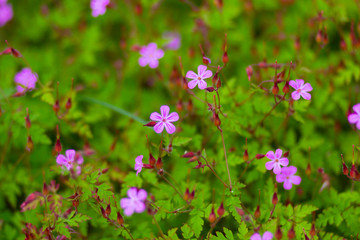 Close up flowers of Geranium robertianum plant
