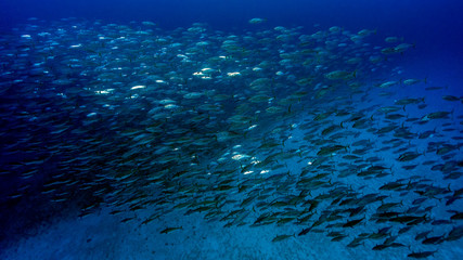 Oriental Bonito School