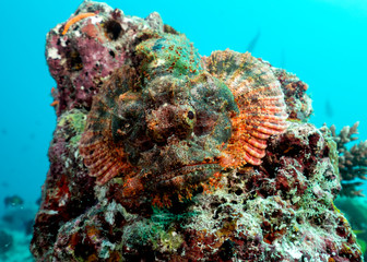 Scorpion Fish in Maldives
