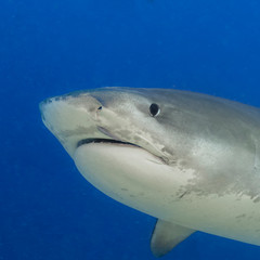 Tiger Shark in Maldives