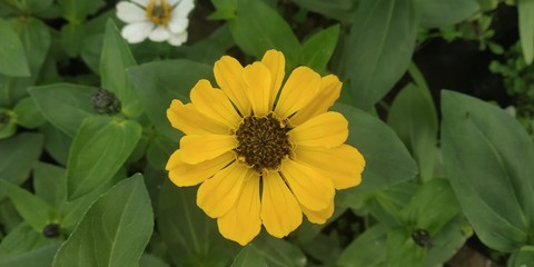 yellow flower in garden