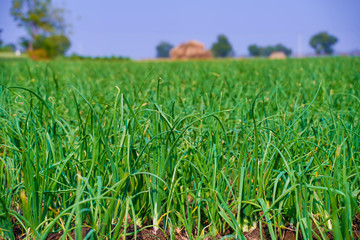 Green Onion field in india