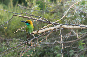 Green bee-eater Bird on Branch