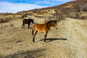 Horse in autumnal field