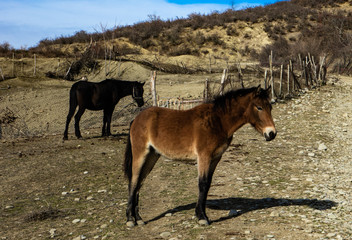 Horse in autumnal field