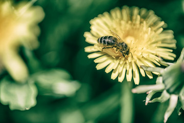 A bee on a dandelion collects nectar. Photographed close-up.