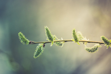 Blooming willow branch. Beautiful pussy-willow flowers. Selective focus.
