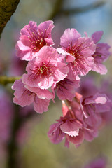 Pink cherry blossom on natural color background.