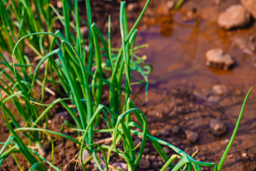 Green Onion field in india