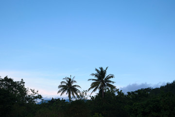 Fototapeta na wymiar Tropical Trees Against a Clear Blue Sky